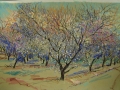 Almond orchard